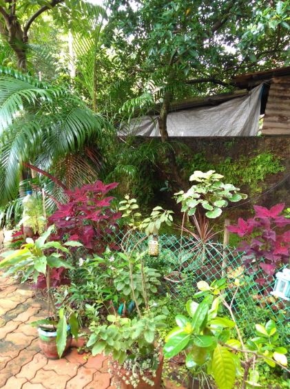 Permaculture Gallery 3